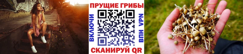 Купить где  Чкаловск  Галлюциногенные грибы Cubensis 
